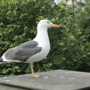 Residenz Hohe Lith 3.11, Cuxhaven Duhnen